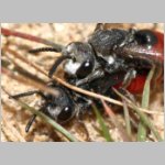 Sphecodes albilabris - Blutbiene 01b 12-13mm Paarung.jpg